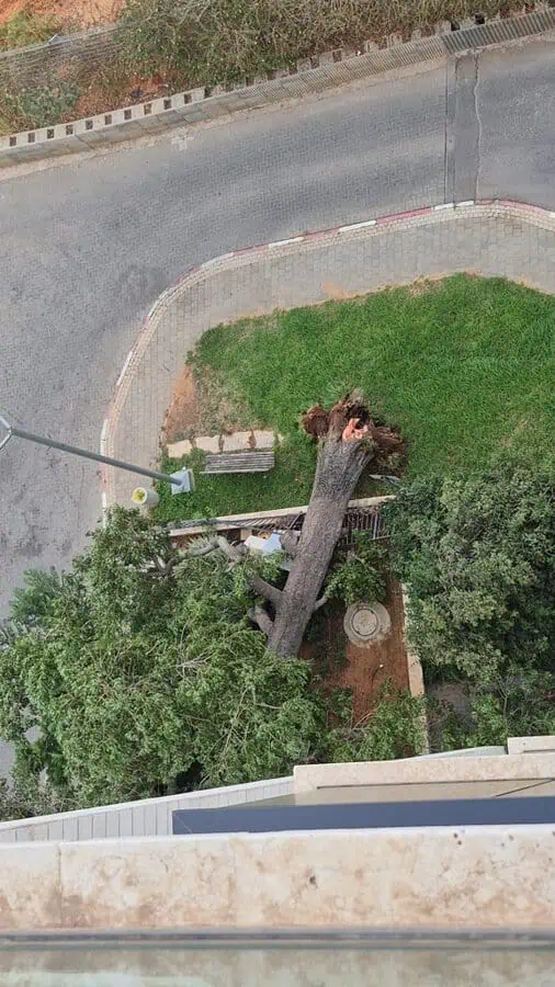 העץ שקרס בגני תקווה. צילום פרטי