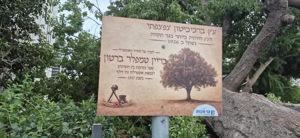 העץ בגני תקווה. צילום פרטי
